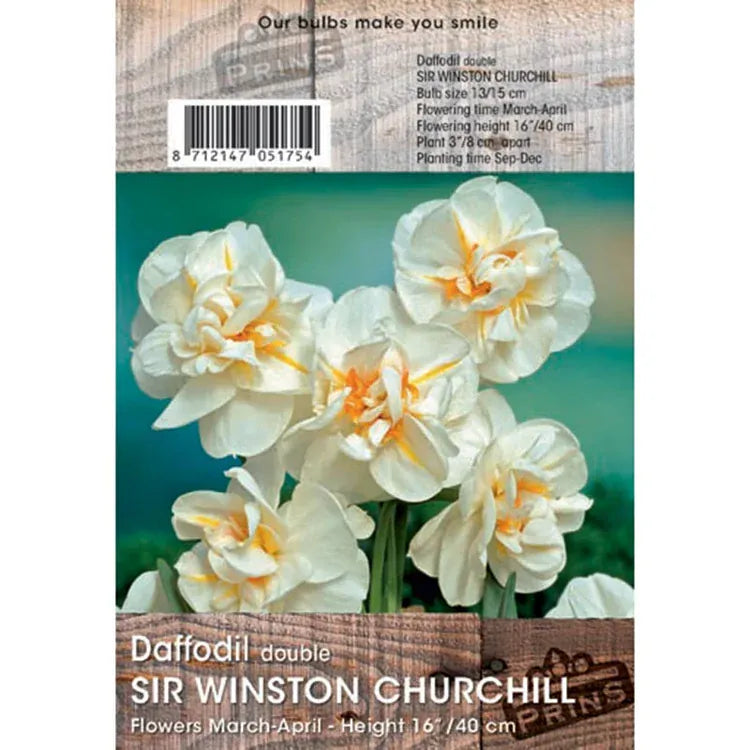 Prins Bulbs Flower Bulbs Prins Charming Sir W. Churchill Daffodil Bulbs – 3kg