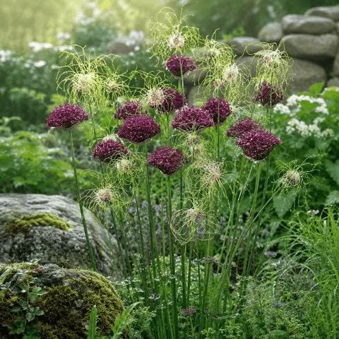 Prins Bulbs Flower Bulbs Prins Charming Special Mixed Allium Bulbs – 10pck