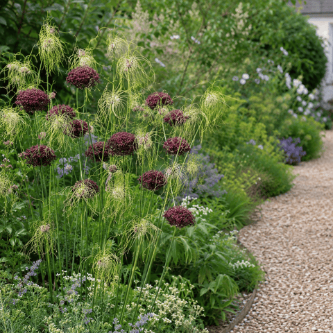 Prins Bulbs Flower Bulbs Prins Charming Special Mixed Allium Bulbs – 10pck