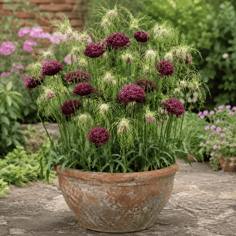 Prins Bulbs Flower Bulbs Prins Charming Special Mixed Allium Bulbs – 10pck