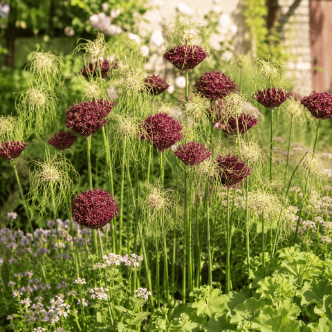 Prins Bulbs Flower Bulbs Prins Charming Special Mixed Allium Bulbs – 10pck
