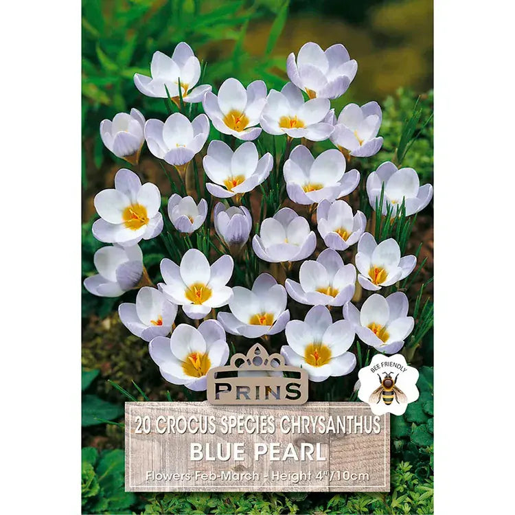 Prins Bulbs Flower Bulbs Prins Charming Species Blue Pearl Crocus Bulbs – 20pck