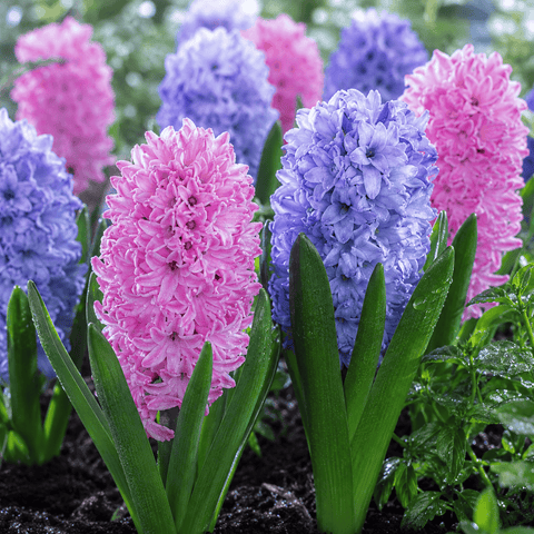 Prins Bulbs Flower Bulbs Prins Charming Spring Delight Pink/Blue Hyacinth Bulbs – 8pck