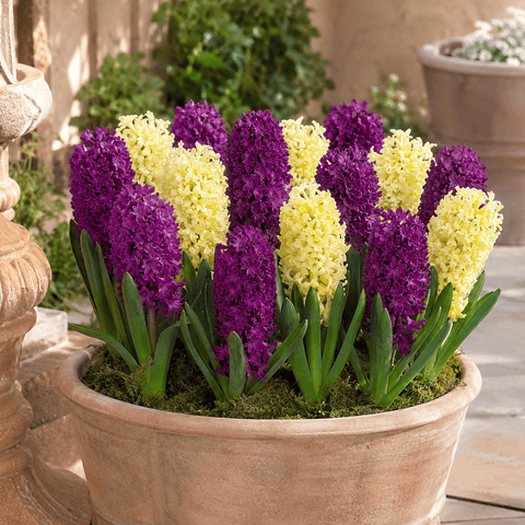 Prins Charming Spring Surprise Purple/Yellow Hyacinth Bulbs – 8pck