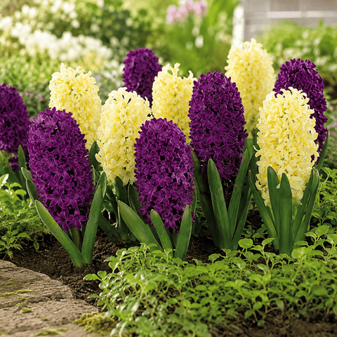 Prins Charming Spring Surprise Purple/Yellow Hyacinth Bulbs – 8pck