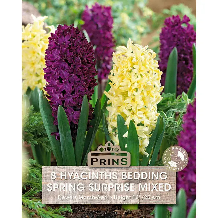Prins Charming Spring Surprise Purple/Yellow Hyacinth Bulbs – 8pck