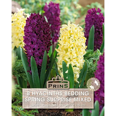 Prins Charming Spring Surprise Purple/Yellow Hyacinth Bulbs – 8pck