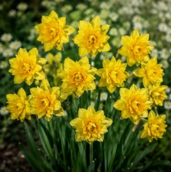 Prins Bulbs Flower Bulbs Prins Charming Tete a Tete Boucle Bulbs – 25pck
