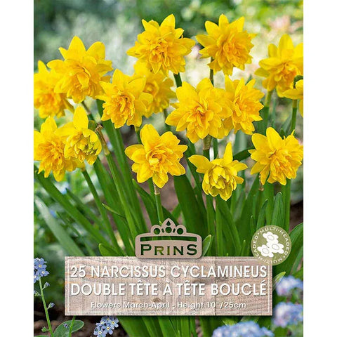 Prins Bulbs Flower Bulbs Prins Charming Tete a Tete Boucle Bulbs – 25pck