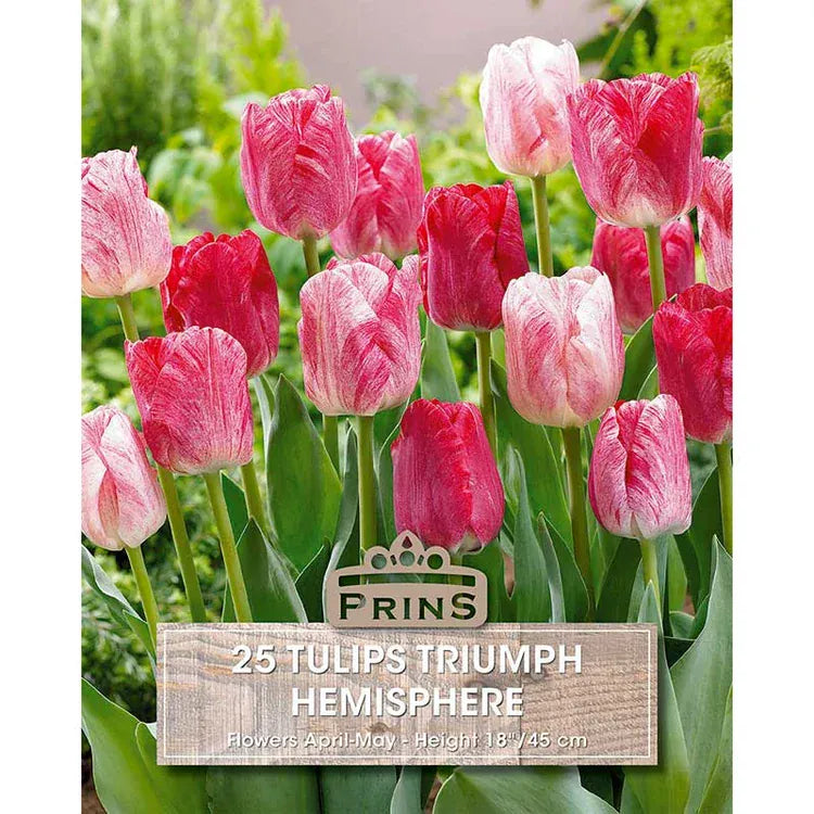 Prins Bulbs Flower Bulbs Prins Charming Triumph Hemisphere Tulip Bulbs – 25pck