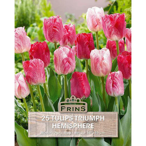Prins Bulbs Flower Bulbs Prins Charming Triumph Hemisphere Tulip Bulbs – 25pck