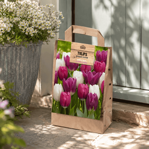 Prins Bulbs Flower Bulbs Prins Charming Triumph Pink/White/Purple Tulip Bulbs – Gift bag