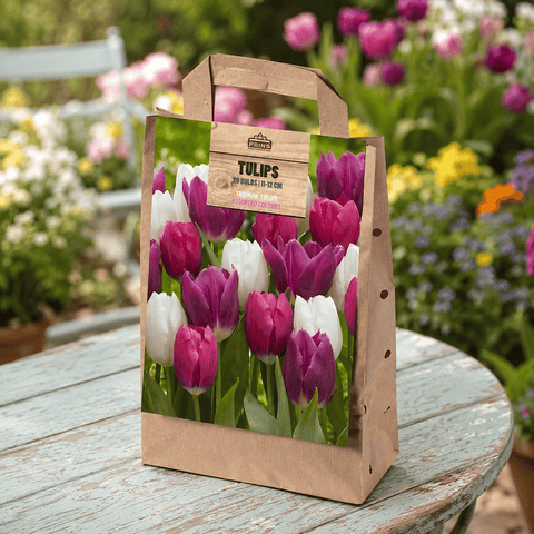 Prins Bulbs Flower Bulbs Prins Charming Triumph Pink/White/Purple Tulip Bulbs – Gift bag