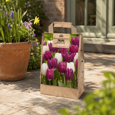 Prins Bulbs Flower Bulbs Prins Charming Triumph Pink/White/Purple Tulip Bulbs – Gift bag