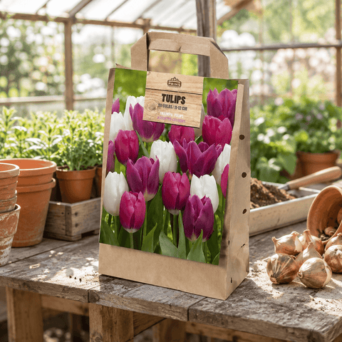 Prins Bulbs Flower Bulbs Prins Charming Triumph Pink/White/Purple Tulip Bulbs – Gift bag