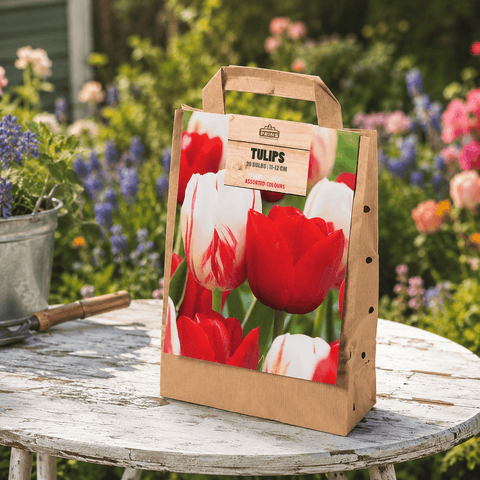 Prins Bulbs Flower Bulbs Prins Charming Triumph Red/White Tulip Bulbs – Gift Bag