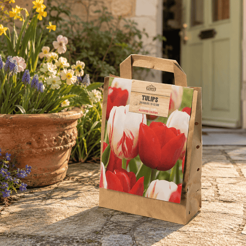 Prins Bulbs Flower Bulbs Prins Charming Triumph Red/White Tulip Bulbs – Gift Bag