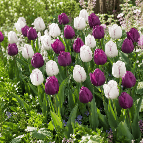 Prins Bulbs Flower Bulbs Prins Charming Triumph Simply Irresistible Tulip Bulbs – 25pck