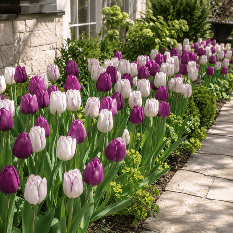 Prins Bulbs Flower Bulbs Prins Charming Triumph Simply Irresistible Tulip Bulbs – 25pck