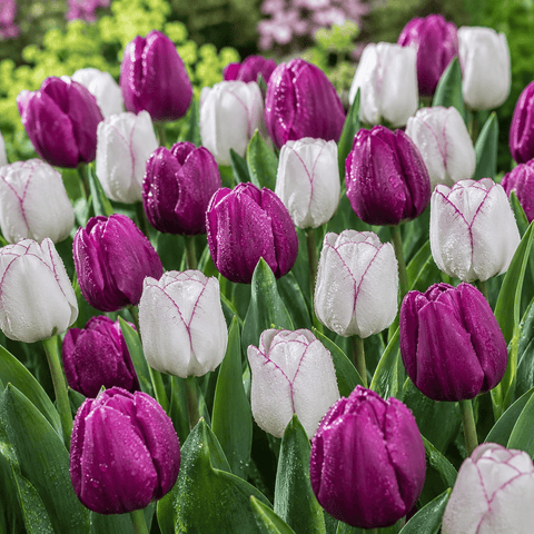 Prins Bulbs Flower Bulbs Prins Charming Triumph Simply Irresistible Tulip Bulbs – 25pck