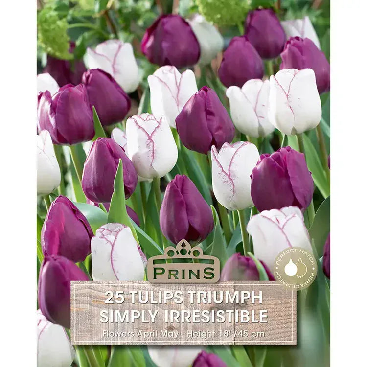 Prins Bulbs Flower Bulbs Prins Charming Triumph Simply Irresistible Tulip Bulbs – 25pck