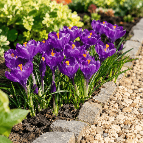 Prins Bulbs Flower Bulbs Prins Charming Vernus Purple Crocus Bulbs – 15pck