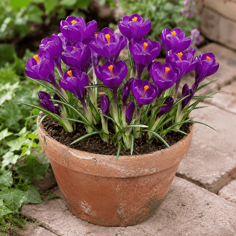 Prins Bulbs Flower Bulbs Prins Charming Vernus Purple Crocus Bulbs – 15pck