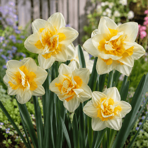 Prins Bulbs Flower Bulbs Prins Charming White Lion Daffodil Bulbs – 3kg