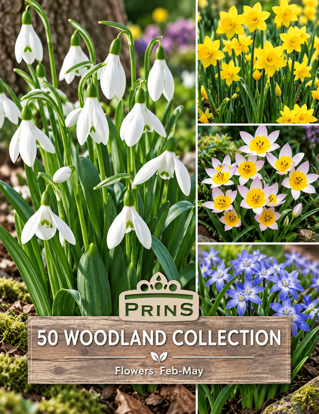 Prins Charming Woodland Collection - 50pk