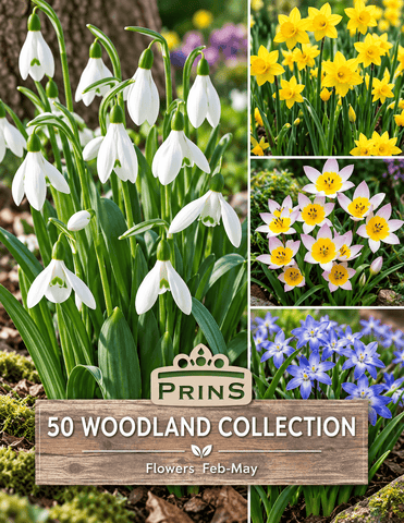 Prins Charming Woodland Collection - 50pk