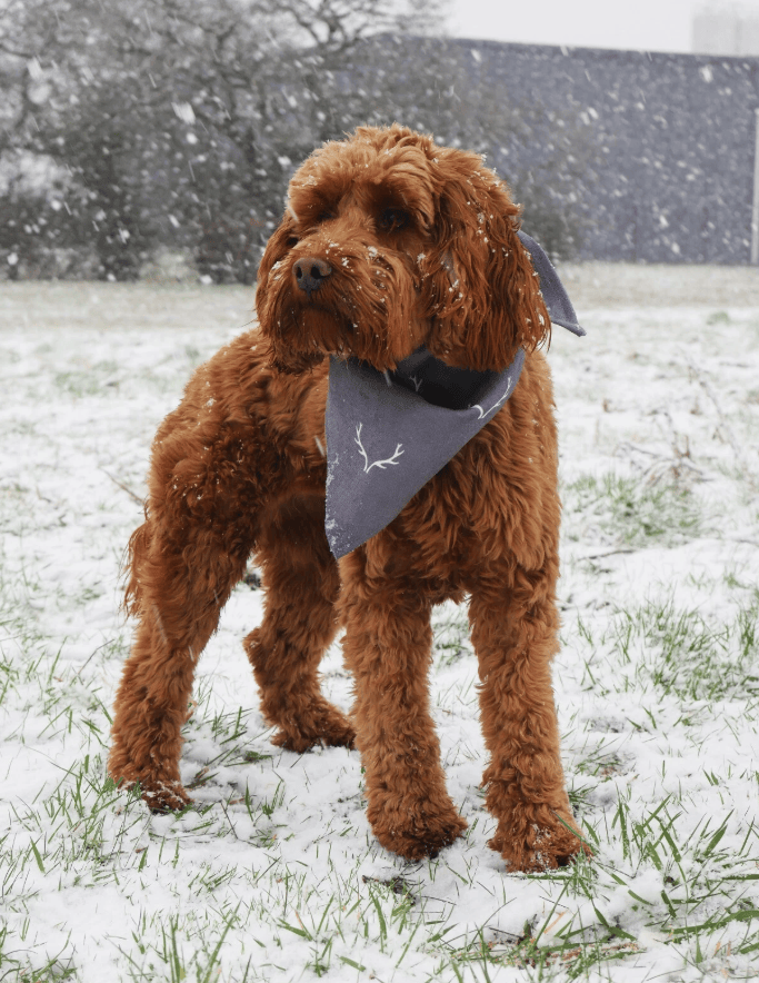 Rosewood Wolf & Tiger Antler Hygge Dog Bandana