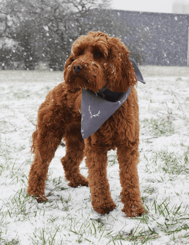 Rosewood Wolf & Tiger Antler Hygge Dog Bandana
