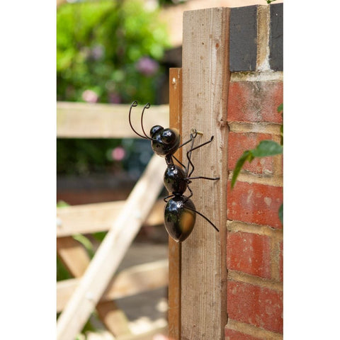 Smart Garden Ant Medium