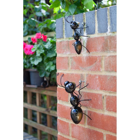 Smart Garden Ant Medium