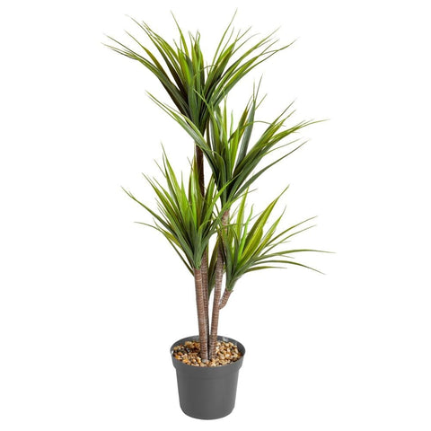 Smart Garden Dragon Tree