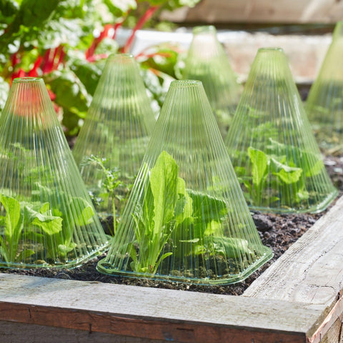 Smart Garden GloCloche 10-PK