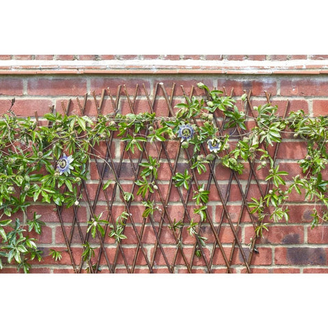 Smart Garden Heavy Duty Exp Fan Trellis Tan 1.8 x 0.9m