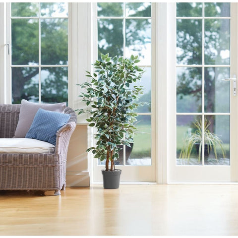 Smart Garden Weeping Fig