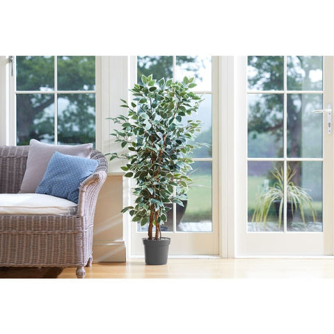 Smart Garden Weeping Fig