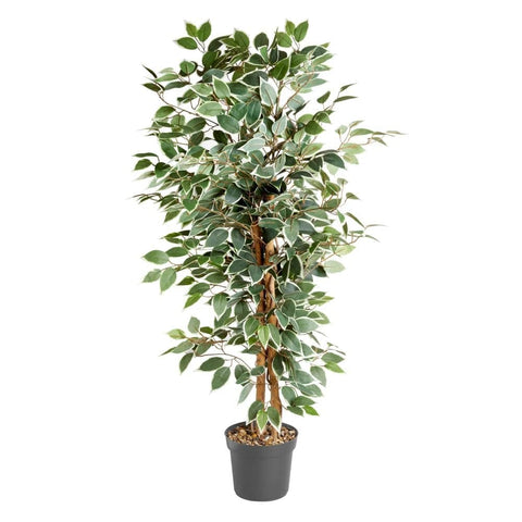 Smart Garden Weeping Fig
