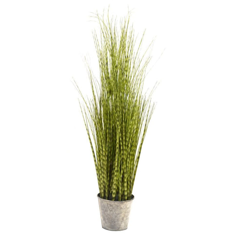 Smart Garden Zebra Grass