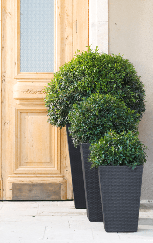 Stewarts Rattan Planter - Large – Trowell Garden Centre