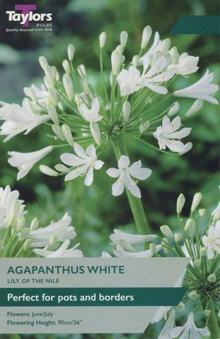 Taylors Flower Bulbs Taylors Agapanthus White