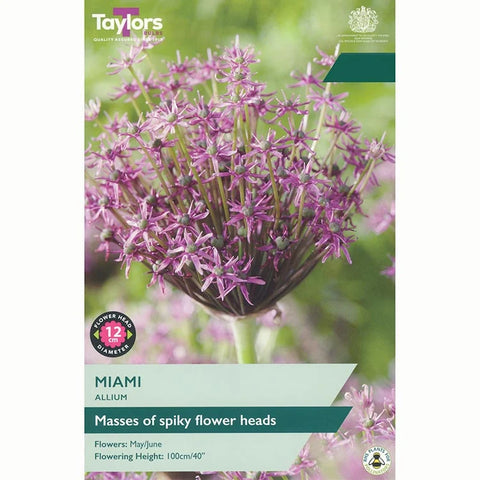 Taylors Bulbs Miami Allium Bulbs – 7pck