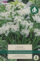 Taylors Flower Bulbs Taylors Allium Neapolitanum