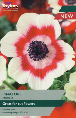 Taylors Flower Bulbs Taylors Anemone Pinafore