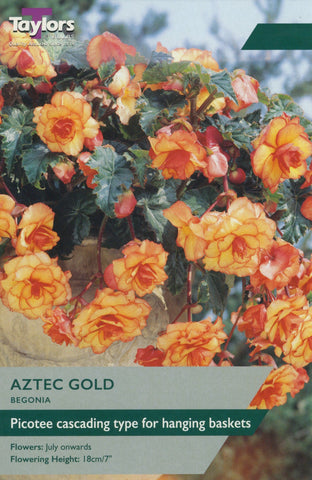 Taylors Flower Bulbs Taylors Begonia Aztec Gold