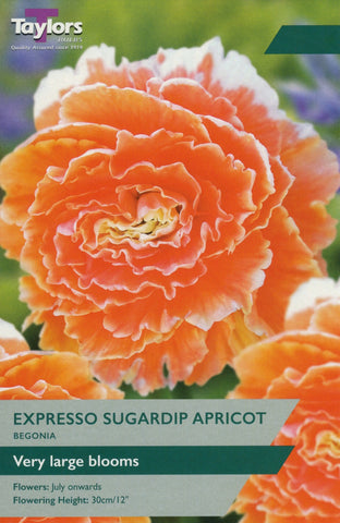 Taylors Flower Bulbs Taylors Begonia Expresso Sugardip Apricot