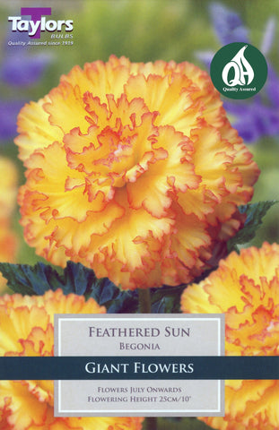 Taylors Flower Bulbs Taylors Begonia Feathered Sun