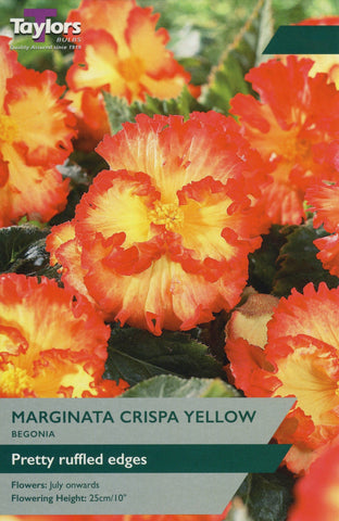 Taylors Flower Bulbs Taylors Begonia Marginata Crispa Yellow